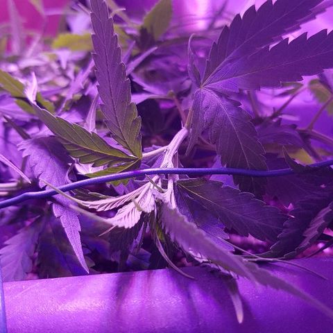 Daworka growlog timeline photo