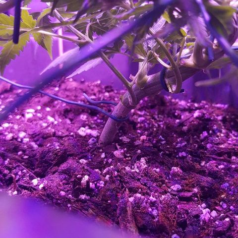 Daworka growlog timeline photo