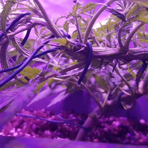 Daworka growlog timeline photo