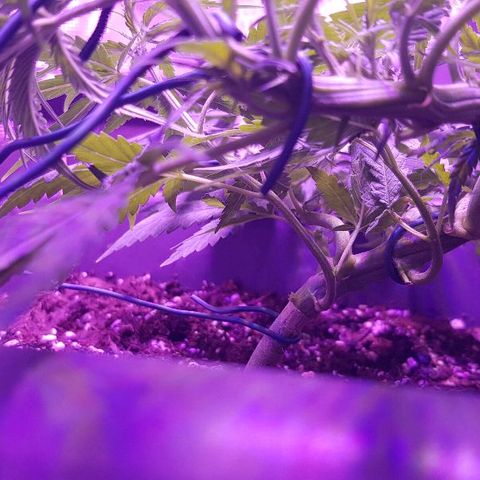 Daworka growlog timeline photo