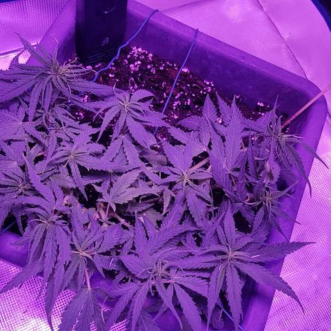 Daworka growlog timeline photo