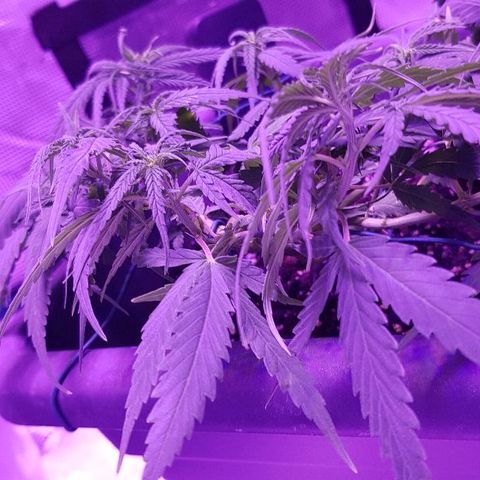 Daworka growlog timeline photo