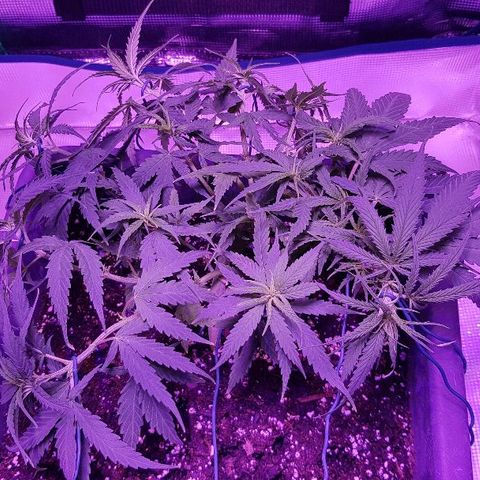 Daworka growlog photo: nakon nutrijenata i promjena žica