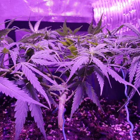 Daworka growlog photo: nakon nutrijenata i promjena žica