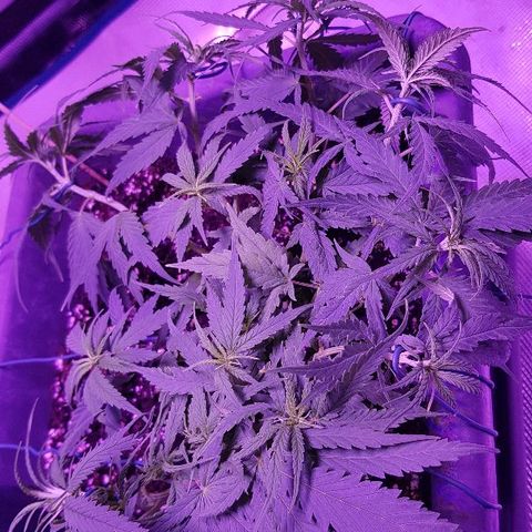 Daworka growlog photo: nakon nutrijenata i promjena žica