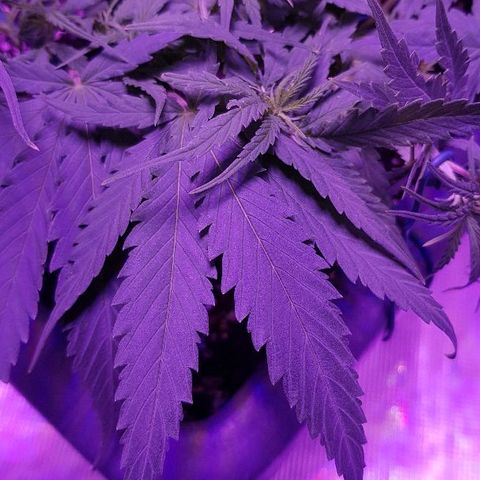 Daworka growlog photo: nakon nutrijenata i promjena žica