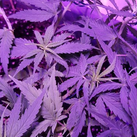Daworka growlog photo: nakon nutrijenata i promjena žica
