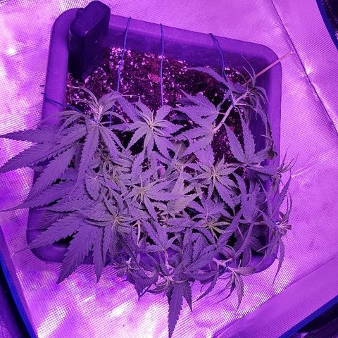 Daworka growlog photo: nakon nutrijenata i promjena žica