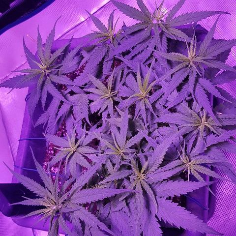 Daworka growlog timeline photo