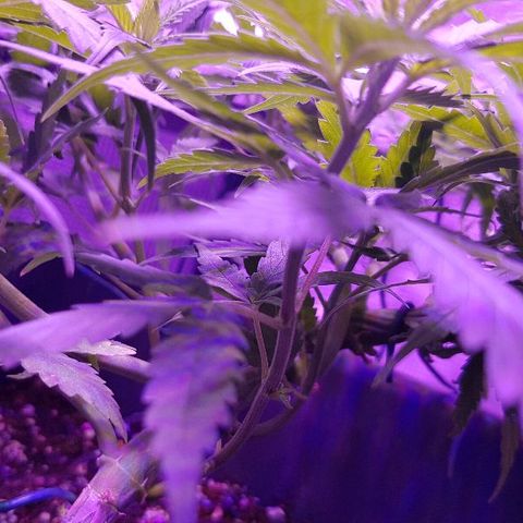 Daworka growlog timeline photo