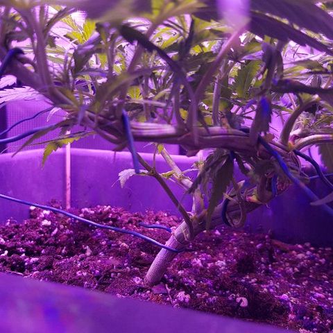 Daworka growlog timeline photo