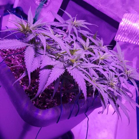 Daworka growlog timeline photo