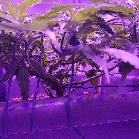 Daworka growlog timeline photo