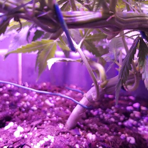Daworka growlog timeline photo