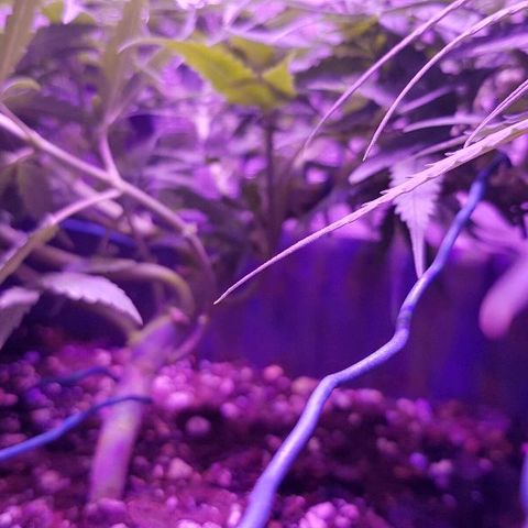 Daworka growlog timeline photo