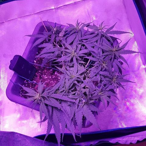 Daworka growlog timeline photo