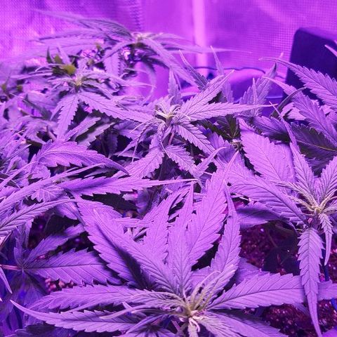 Daworka growlog timeline photo