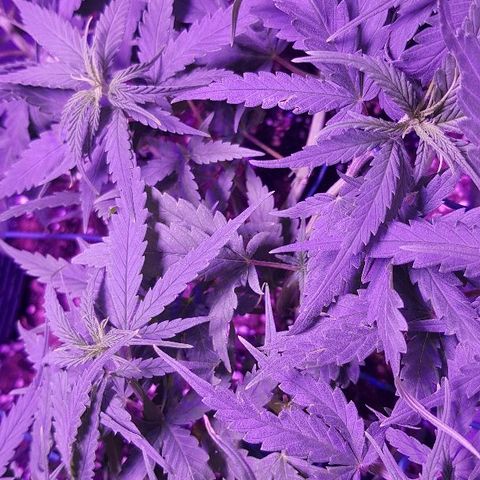Daworka growlog timeline photo