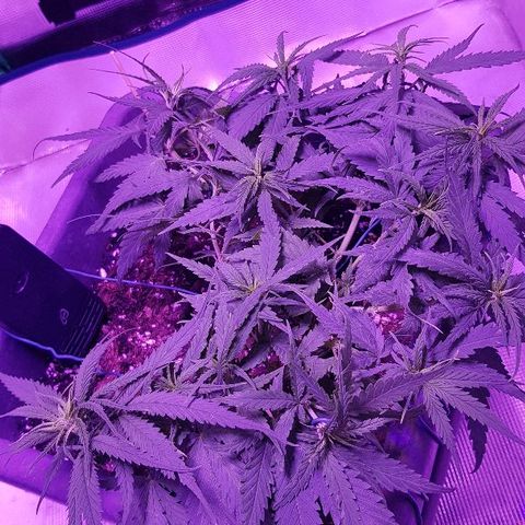 Daworka growlog timeline photo