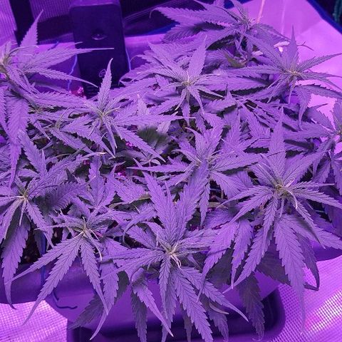 Daworka growlog timeline photo