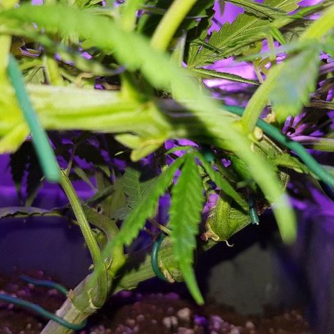 Daworka growlog timeline photo