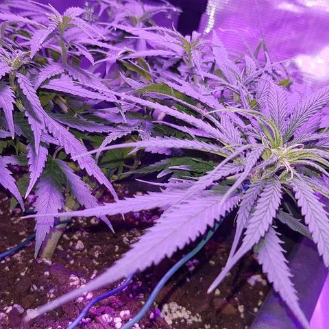 Daworka growlog timeline photo