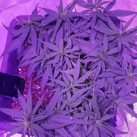 Daworka growlog timeline photo