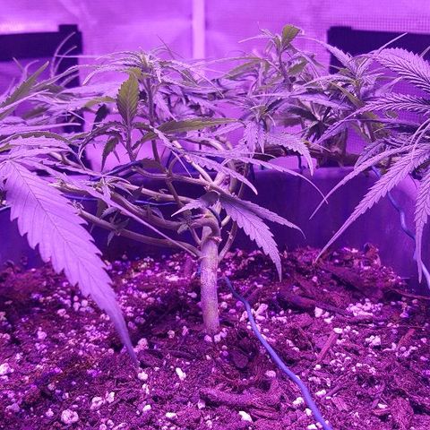 Daworka growlog timeline photo