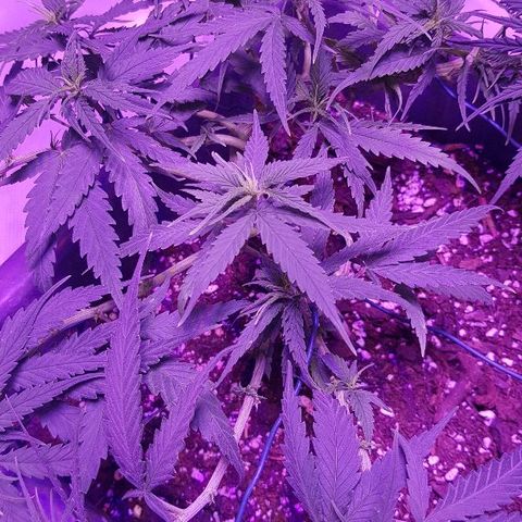Daworka growlog timeline photo