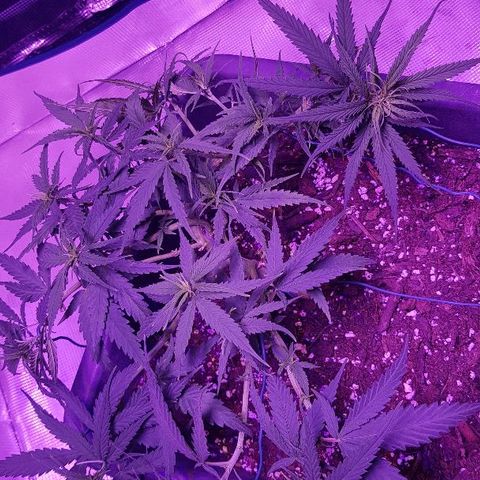 Daworka growlog timeline photo