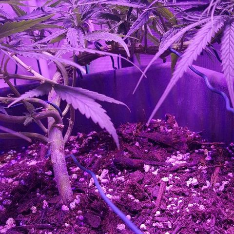 Daworka growlog timeline photo