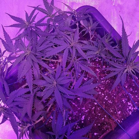 Daworka growlog timeline photo