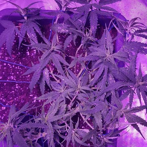 Daworka growlog timeline photo