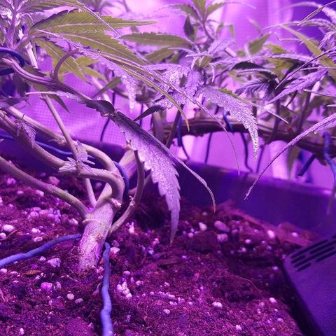 Daworka growlog timeline photo