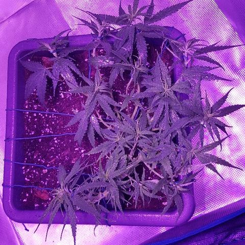 Daworka growlog timeline photo
