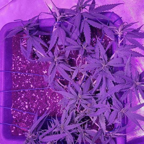 Daworka growlog photo: prije hranjenja i batrine