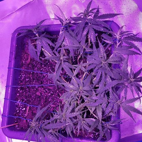 Daworka growlog photo: nakon hranjenja, prije batrine