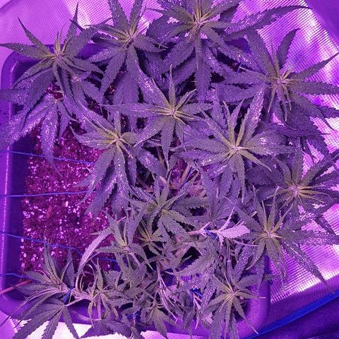 Daworka growlog timeline photo
