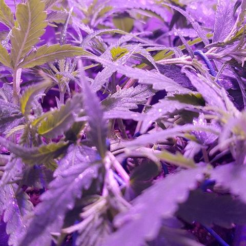 Daworka growlog timeline photo