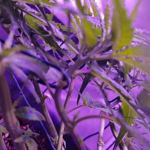 Daworka growlog timeline photo