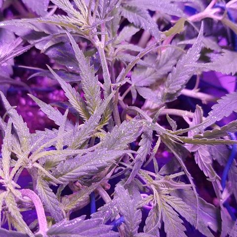 Daworka growlog timeline photo