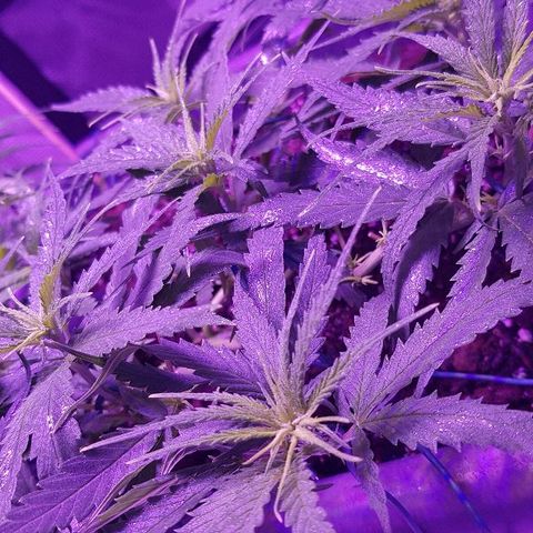 Daworka growlog timeline photo