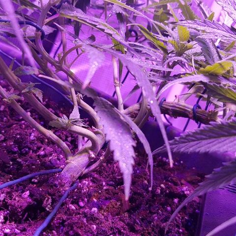 Daworka growlog timeline photo