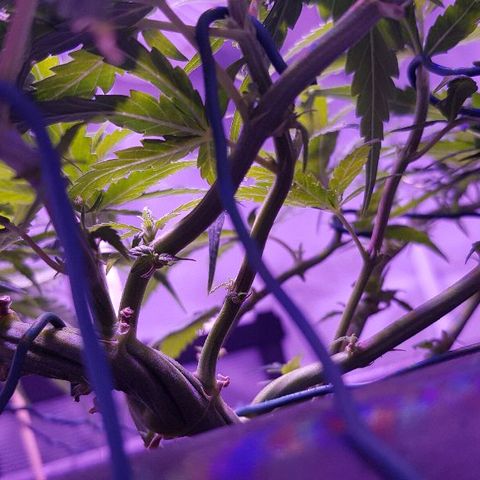 Daworka growlog timeline photo