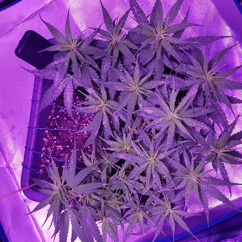 Daworka growlog timeline photo