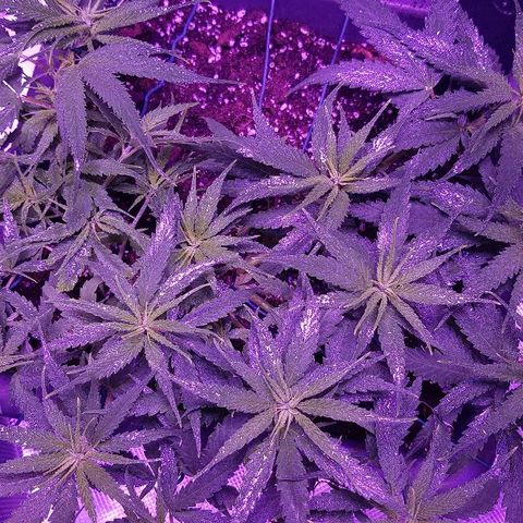 Daworka growlog timeline photo