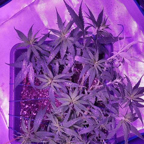 Daworka growlog timeline photo