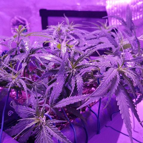 Daworka growlog timeline photo