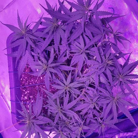 Daworka growlog photo: fina