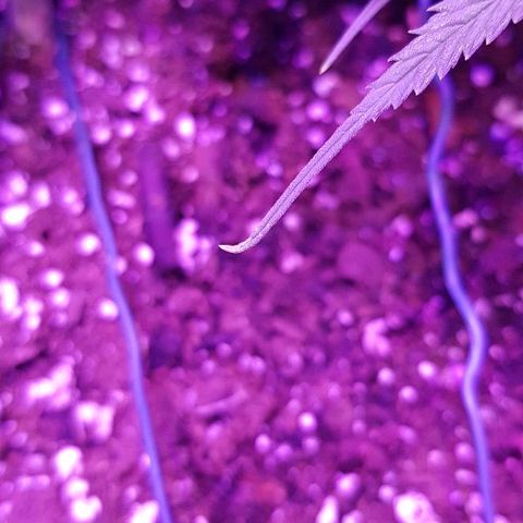 Daworka growlog timeline photo